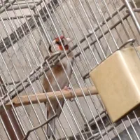 سهره نر|پرنده|قرچک, مهدیه|دیوار