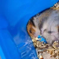 همستر بازیگوش|موش و خرگوش|فاضل آباد, |دیوار