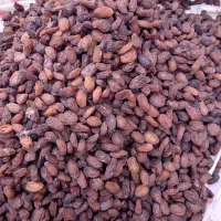 مویز درجه بک