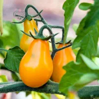 بذر بادمجان تخم مرغی و ...|حراج|اهواز, شهرک دانشگاه|دیوار