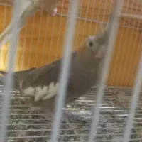 جفت عروس هلندی مولدنرلوتینوماده سیامون با۲حوجه۲ماه