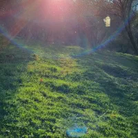 فروش چوب زیتون