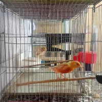 قناری موزاییکی فایو نژاد دار معاوضه با سهره|پرنده|کبودرآهنگ, |دیوار