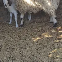 بره نر|حیوانات مزرعه|کشکوئیه, |دیوار