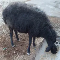 قوچ شال مشکی ،پوزه طوطی