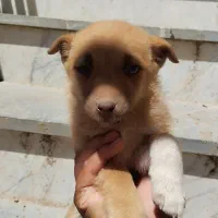 تول 4 ماهه واگذاری