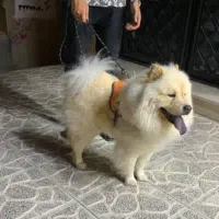 سگ چاو چاو
