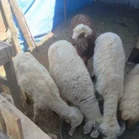 فروش بره نر از ۲۰ کیلو تا ۴۰ کیلوی کیلوی ۷۰۰