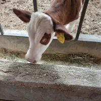سه عدد گوساله دو عدد نر و یک عدد ماده سیمنتال
