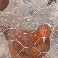 فروش دوعدد مرغ دوعدد خروس محلی