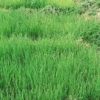 فروش تیم پیاز