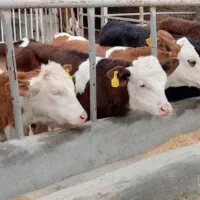 خریدوفروش گوساله های پرواری سیمینتال ریزقلم