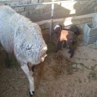 ۲عددبره ماده ومیش ۲قلو