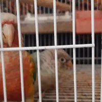 جفت زمانتی تخم وجوجه یک سالو هشت ماه|پرنده|مشهد, ابوذر|دیوار