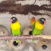 جفت کوتوله یقه زرد|پرنده|گله دار, |دیوار