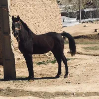 اسب کرد ـ 5 سال