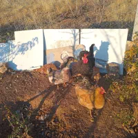 خروس سلطان ومرغ کردی واردک جوان