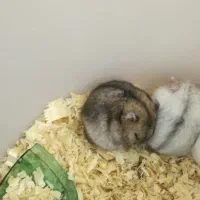 همستر کمپل نرو ماده جفت