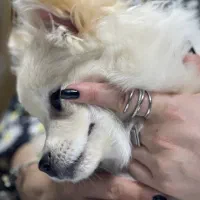 سگ ماده پامرین