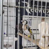 سهره زاده قفس|پرنده|جوانرود, |دیوار