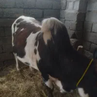 گاونر فروشی