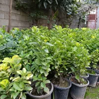 نهال شمشاد یوکا و سیکاس|گل و گیاه طبیعی|خان ببین, |دیوار