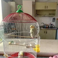 یک عدد قفس عروس هلندی با دو عدد جوجه هلندی