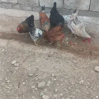 مرغ محلی
