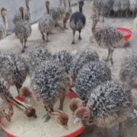 جوجه شتر مرغ و تخم نطفه دار شتر مرغ