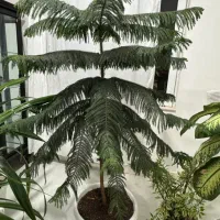 کاج مطبق