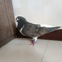 کفتر چپ مشکی ماده هوایی و به شرط تخم و جوجه