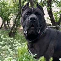 کنکورسو نر|سگ|ماهدشت, |دیوار