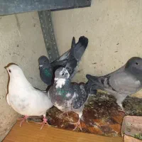 کبوتر|پرنده|تبریز, |دیوار