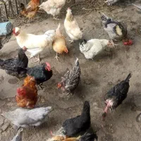 تخم مرغ محلی نطفه دار|حیوانات مزرعه|قائمشهر, |دیوار