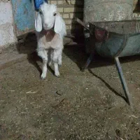 یه بز جوان ابستن و دو بزغاله