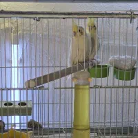 عروس هلندی مولدباآشیونه|پرنده|خمینی‌شهر, |دیوار