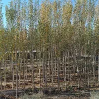 فروش نهال صنوبر سرمایه گذاری مطمئن|خدمات باغبانی و درختکاری|رستم‌آباد, |دیوار