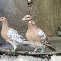 کبوترکارل میولمنز|پرنده|شیراز, باغشهر قصر سبز|دیوار