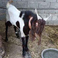 بز نر افغانی|حیوانات مزرعه|بندر ماهشهر, |دیوار