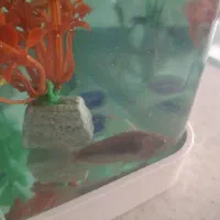 کف خوار  کوریدوراس