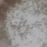 ماهی استخر و حوزچه و خوراک