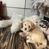 پودل کراس شیطون بلا|سگ|تالش, هشتپر|دیوار