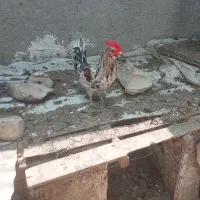 خروس گلین پاکوتاه