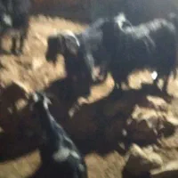 بز بز بز|حیوانات مزرعه|مسجد سلیمان, |دیوار