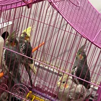 عروس هلندی معاوضه قناری