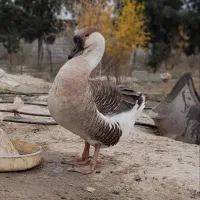 قوغاز اکراینی اصل|حیوانات مزرعه|ساری, |دیوار