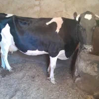 گاو گوساله|حیوانات مزرعه|گل تپه, |دیوار