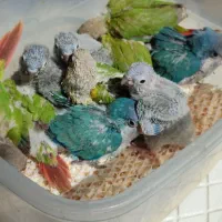 جوجه راهب،گرینچیک آناناسی دبل رد،یلوساید دبل رد|پرنده|رشت, گلسار|دیوار