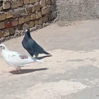 کبوتر پلاکی