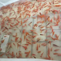 فروش ماهی عید نوروز